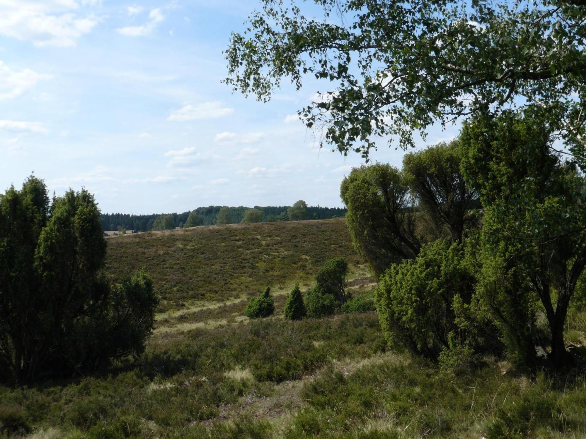 Holiday Home In Wietzendorf In The L Neburg Heath With A View Of The Countryside Экстерьер фото