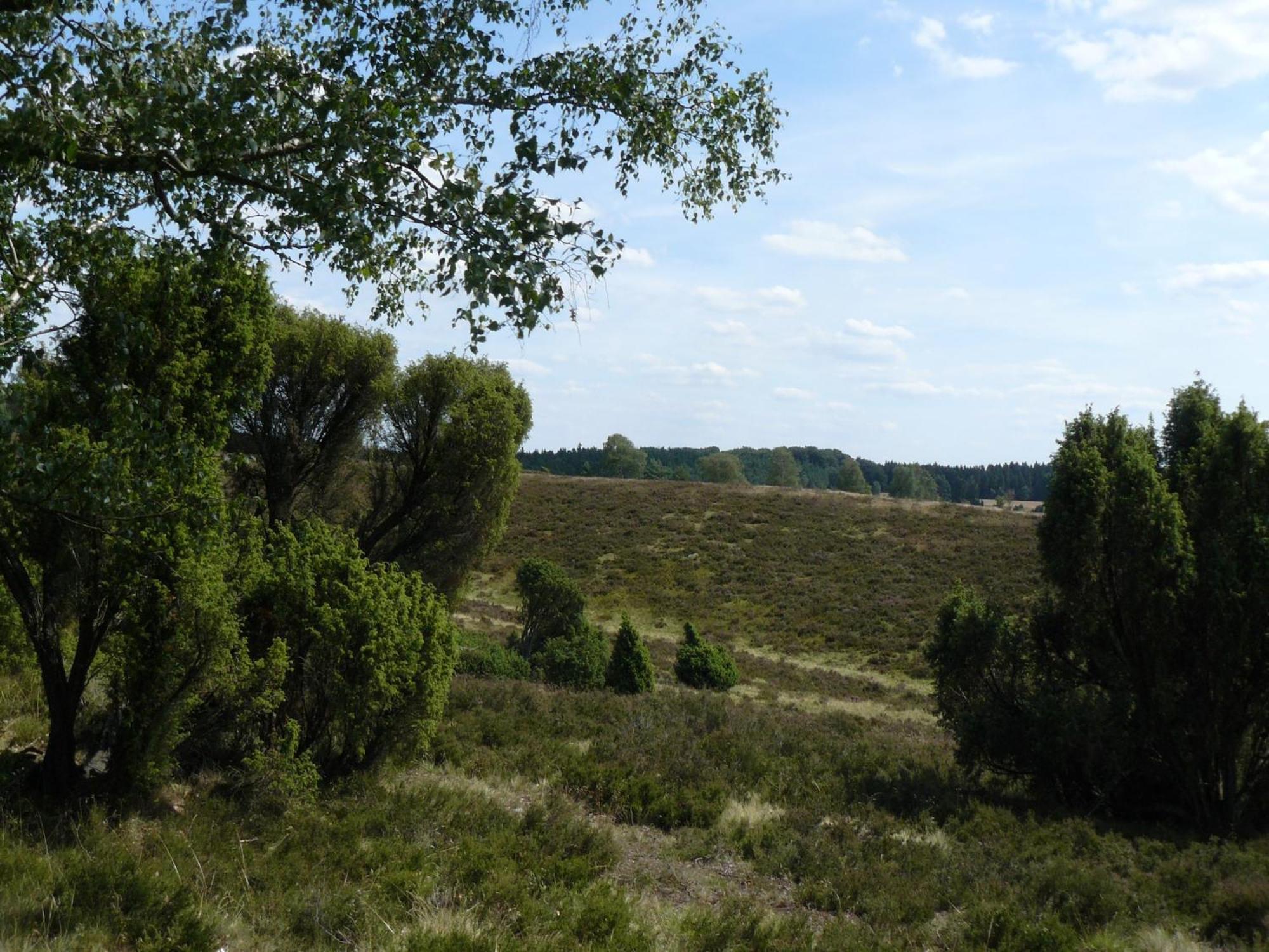 Holiday Home In Wietzendorf In The L Neburg Heath With A View Of The Countryside Экстерьер фото